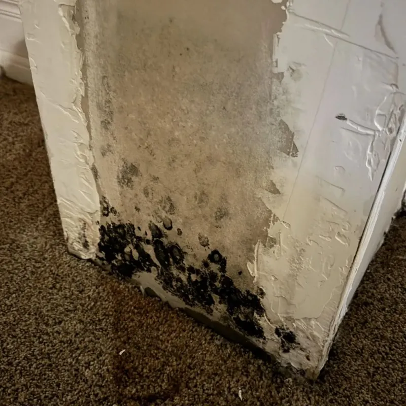 Professional Mold Removal in North Terre Haute, IN